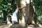 Young woman hugging ancient tree