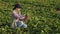 Young woman inspects the sugar beetroot in the field