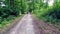 Young woman jogging through forest