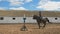 Young woman jumps horse over an obstacle during her training in an arena