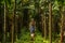 Young woman in the jungle in tropical spice plantation, Goa, Ind