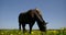 Young woman leans on horse in endless yellow dandelion field