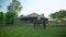 Young woman learn riding a horse. Brawn horse walking in an arena with female rider on its back.