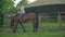 Young woman learn riding a horse. Brawn horse walking in an arena with female rider on its back.