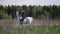 young woman is learning to ride horse, wearing professional jockey suit