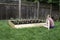 Young woman looking at a wooden raised backyard vegetable garden box