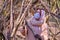 Young woman in a medical mask builds a hut from branches in the forest, self-isolation. Woman hiding from quarantine of