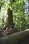 Young Woman next to giant Douglas Fir