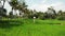 Young woman outdoors with whiteboard and handwriting word tropical on it. Drone flying footage. Green bright tropical