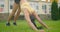 A young woman in the park wearing headphones does yoga. Doing yoga on the grass against the background of houses in the