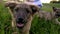 A young woman petting three cute puppies in a meadow. Happy puppies run