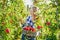 Young woman picking ripe organic apples in orchard or on farm on a fall day