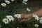 Young woman picking a white daisy chrysanthemums flower in the daisies garden