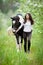 Young woman and pinto horse in apple garden.