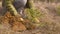 Young woman planting fir tree