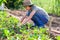 young woman planting vegetable