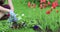 A young woman plants flowers in hanging pots. Gardening in the spring on the plot