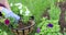 A young woman plants flowers in hanging pots. Gardening in the spring on the plot