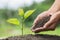 The young woman plants a tree  on black soil,World Environment Day