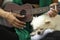 Young woman playing ukulele. White chihuahua sleeping near.