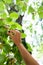 Young woman pluck mulberry it from tree.