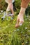 young woman plucks wild blue flowers in the green park on summer sunny day. girl with curly hair in dress makes bouquet