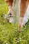 young woman plucks wild blue flowers in the green park on summer sunny day. girl with curly hair in dress makes bouquet