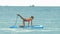 Young woman in pose Balancing Cat on paddle board on ocean