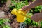 A young woman pours water from a hose into a toy watering can for a child. Watering potato beds