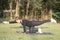 Young woman practicing pilates in nature