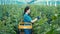 Young woman is processing cucumber plants