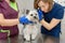 Young woman professional veterinarian and her assistant check a dog breed yorkshire terrier using otoscope in pet hospital