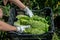 Young woman puts fresh chinese cabbage or napa cabbage in plastic container. In the frame, the hands of a woman farmer in gloves.