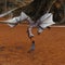 Young woman reaching upward to a flying dragon