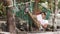 A young woman reading a book in a swining hammock under trees outdoor.