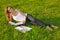 Young woman reeding on a green meadow