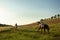 Young woman rider with her horse in evening sunset light. Outdoor photography in lifestyle mood