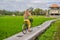 A young woman rides a bicycle on a rice field in Ubud, Bali. Bali Travel Concept