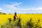 Young woman riding on a brown horse in yellow rape or oilseed field with blue sky on background. Horseback riding. Space for text