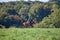 Young woman riding a horse across open field.