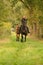 Young woman riding without saddle on her beautiful brown mare, yellow foal next to them, in the autumn forest