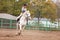 Young woman riding shire horse