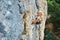 Young woman rock climber trying to climb on a cliff, searching, reaching and gripping hold.