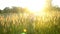 Young woman running on the field with a high dry grass