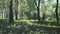 A young woman runs through the forest