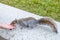 A Young Woman`s Hand is Feeding a Friendly Grey Squirell with a Walnut, in a Park in Washington DC