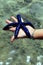 Young woman\'s hand holding large blue starfish