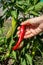 Young woman`s hand holds ripe chilli and pick it off the bush. Red Cayenne Chilli Pods