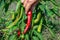 Young woman\\\'s hand holds ripe chilli and pick it off the bush. Red Cayenne Chilli Pods