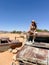 Young woman in safari overalls sits on the rooftop of abandoned old rusty car.